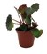 Boyfriend Begonia Plant -2.5" Pot- Terrarium/Fairy Garden/Houseplant